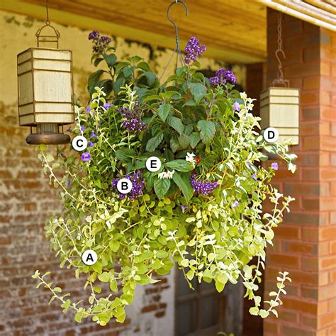 leafy plants for hanging baskets