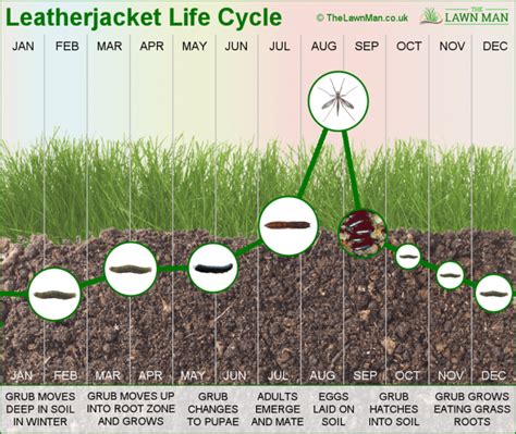 leatherjacket pests in lawn
