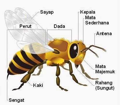 lebah dalam bahasa jepang