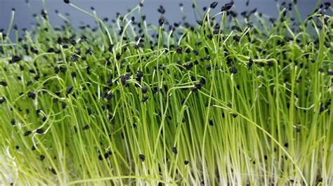 leek microgreens