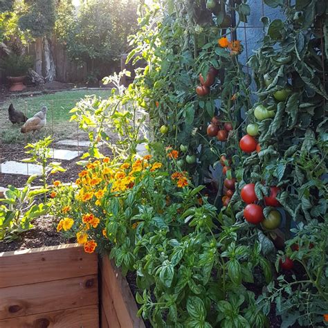 Companion Planting: The Benefits of Growing Leeks and Tomatoes Together