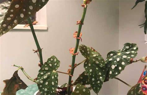 leggy begonia