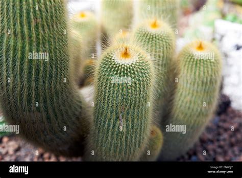 lemon ball cactus