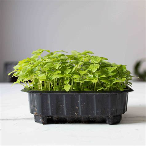 lemon balm microgreens