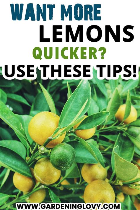 lemon care tips