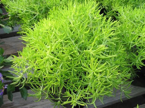 lemon coral sedum care