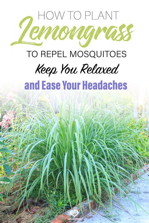 lemon grass repel mosquitoes