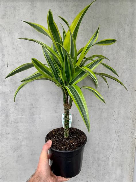 lemon lime dracena