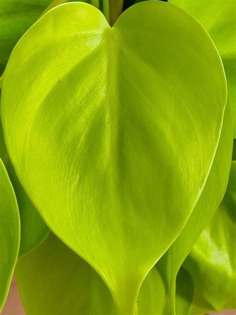 lemon lime heart leaf philodendron