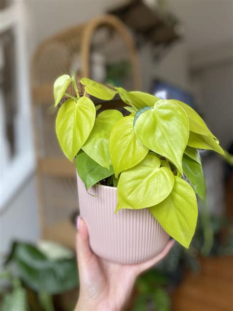 lemon lime heartleaf philodendron