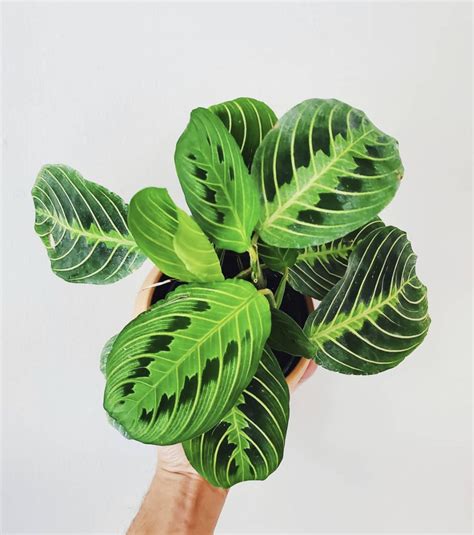 lemon lime maranta care