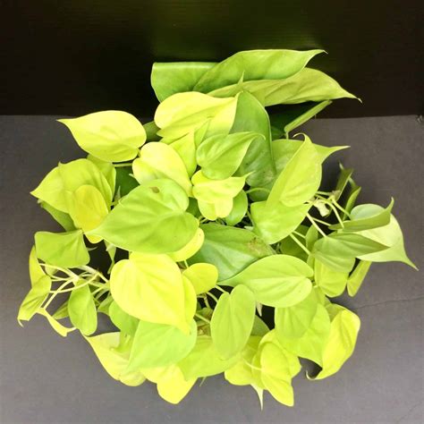 lemon lime philodendron