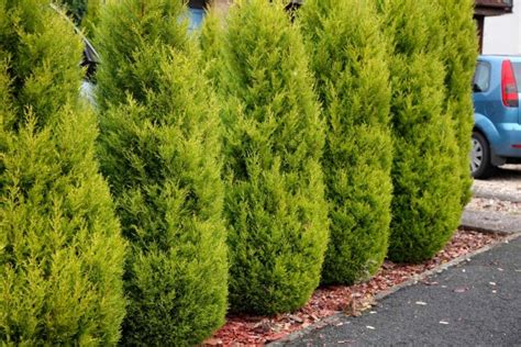 lemon scented conifer