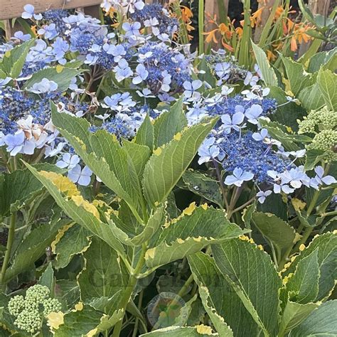 lemon wave hydrangea