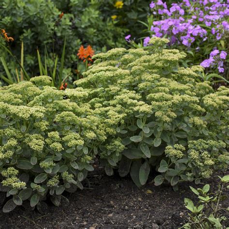 lemonjade sedum