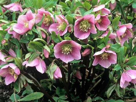 lenten rose plant