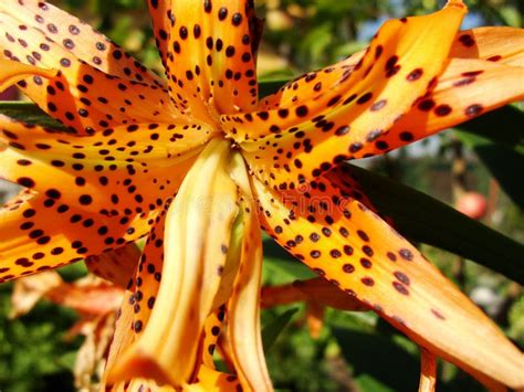 leopard flower