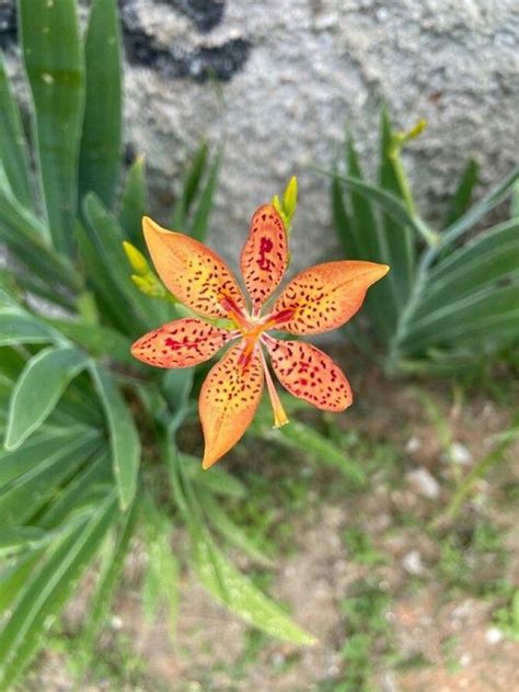leopard lilly