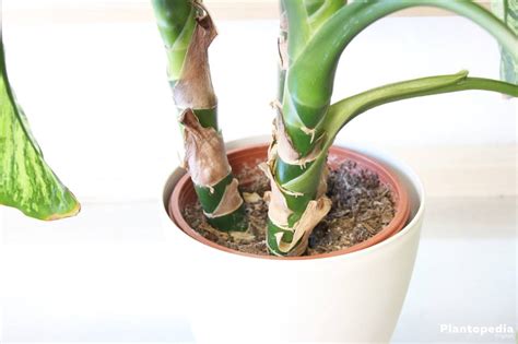 leopard lily houseplant