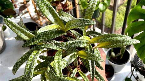 leopard lily succulent