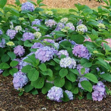 let's dance blue jangles hydrangea