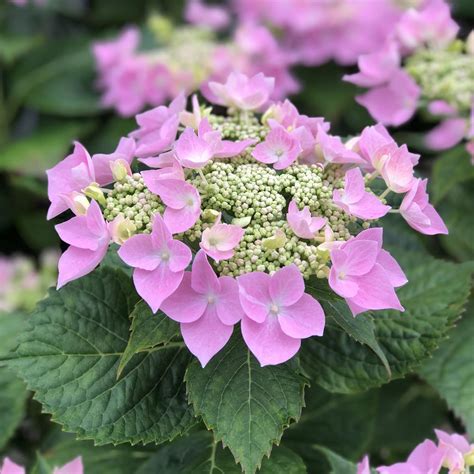 let's dance starlight hydrangea