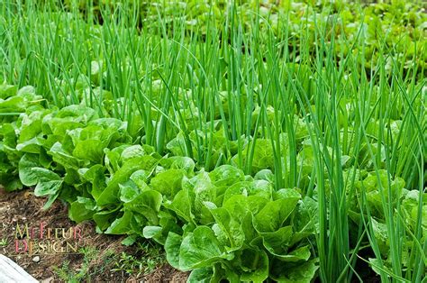 lettuce and onions growing together
