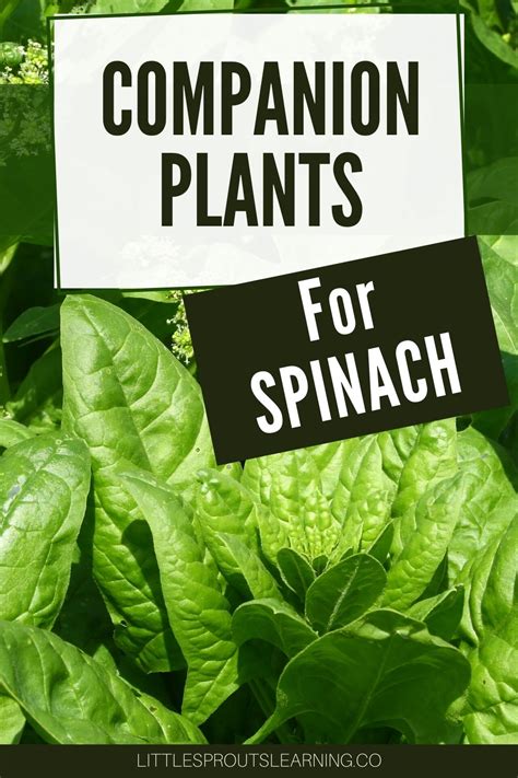 lettuce and spinach companion plants