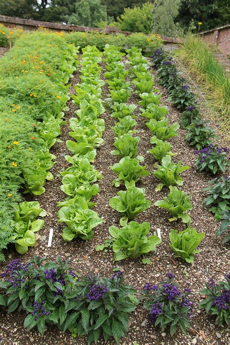 lettuce planting companions
