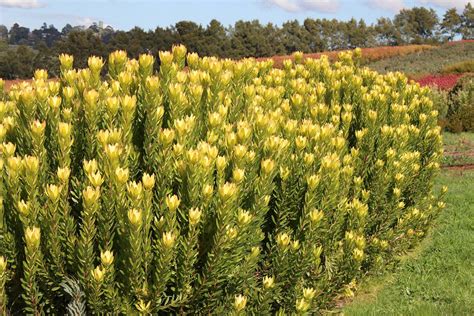 leucadendron gold strike