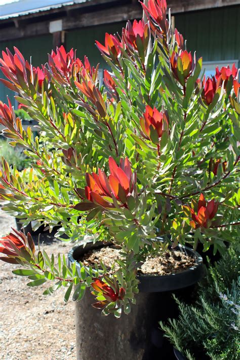 leucadendron red gem