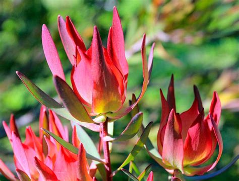 leucadendron salignum summer red