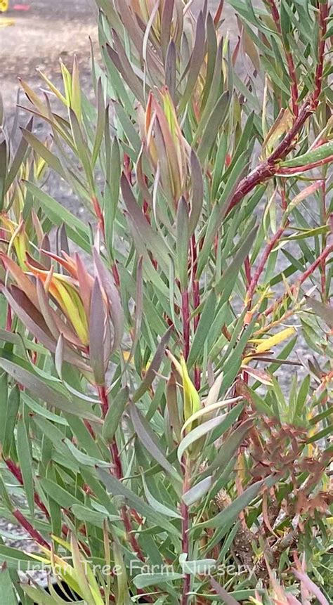 leucadendron salignum summer red