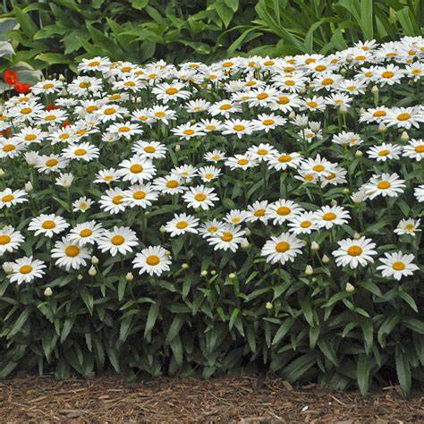 leucanthemum snowcap