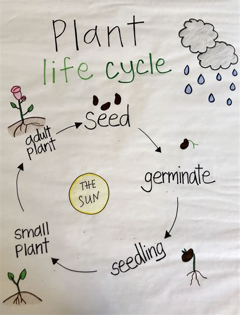 Life Cycle Anchor Chart
