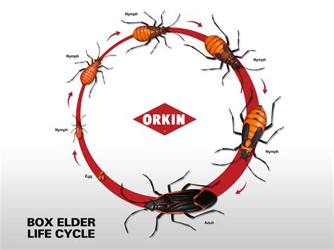 life span of box elder bug