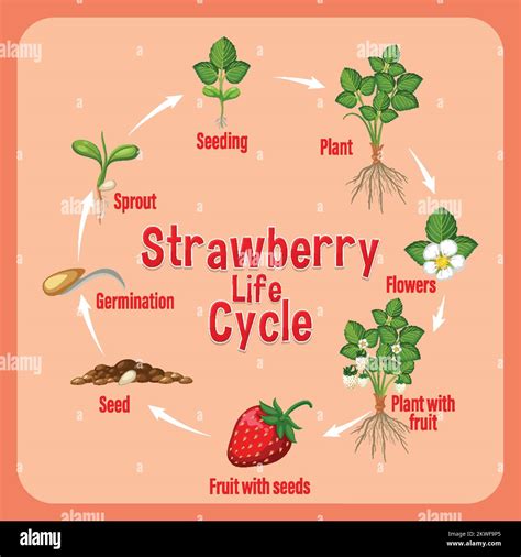 lifecycle of strawberry
