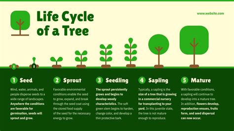 lifespan of a tree