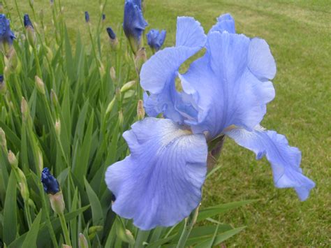 light blue iris