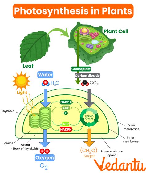 Key Components of Photosynthesis