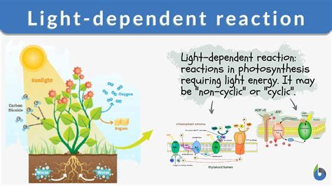 Key Components of Light-Dependent Reactions