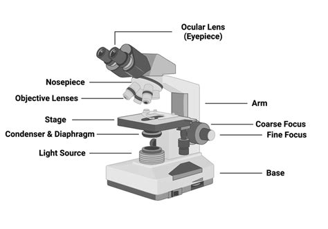 Key Components of a Light Microscope