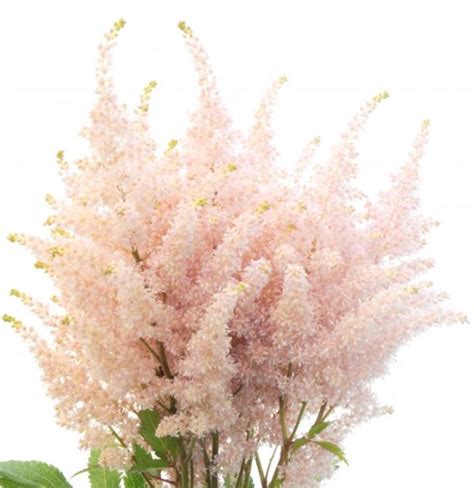 light pink astilbe