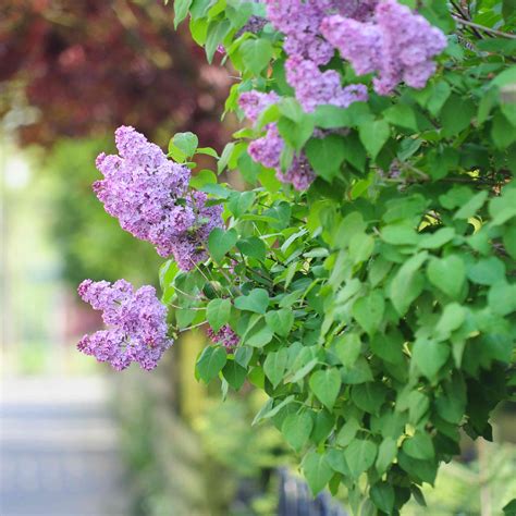 lilac bush