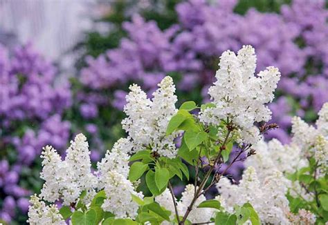 lilac bush companion plants