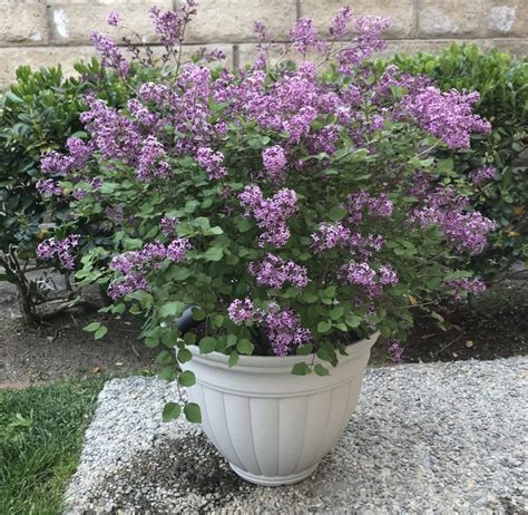 lilac plant pot