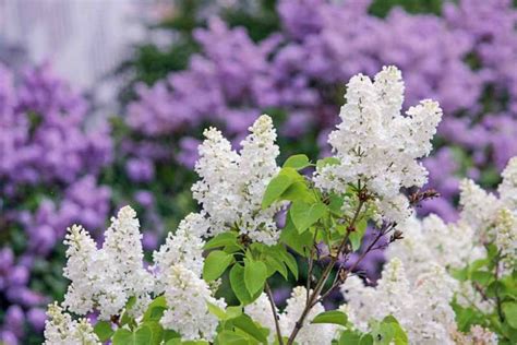 lilac tree companion plants