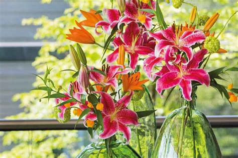 lilies that bloom all summer