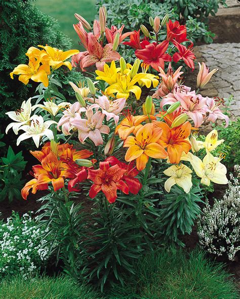lilium asiatic mixed