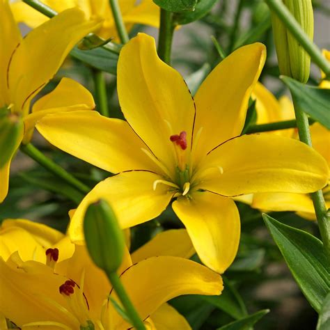 lilium asiatic yellow